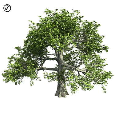 Premium White Oak Tree: Realistic 3D Model 3D model image 1 