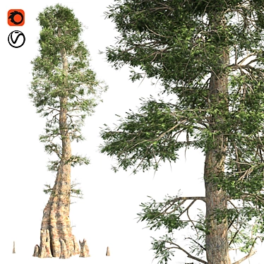 Optimized Quad Textured Bald Cypress Tree 3D model image 1 