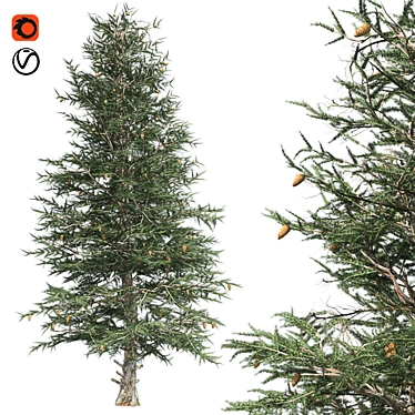 Optimized Blue Spruce Tree 3D model image 1 