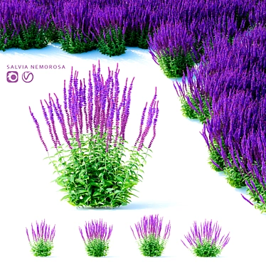 Sage Oak Flowers | Salvia nemorosa 3D model image 1 
