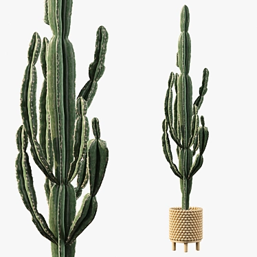 Euphorbia Candelabrum: Indoor Cactus 3D model image 1 