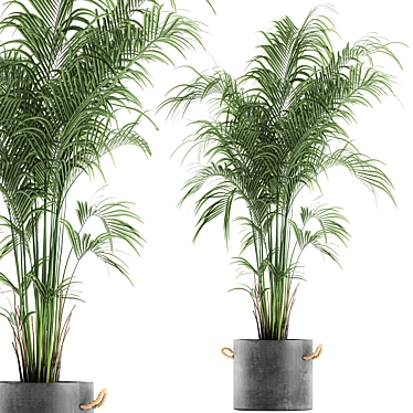 Tropical Palm Collection in Concrete Pots 3D model image 1 