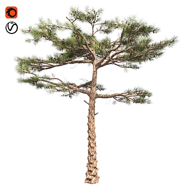 Huangshan Pine Tree - 3D Optimized Model 3D model image 1 