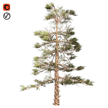 Natural Huangshan Pine Tree 02 3D model image 1 