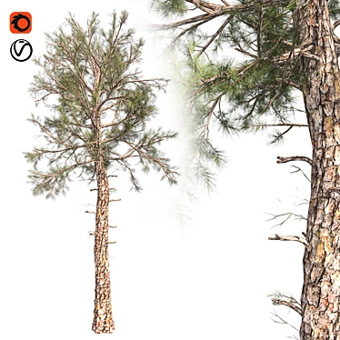 Lush Loblolly Pine: Optimal Quad Topology 3D model image 1 