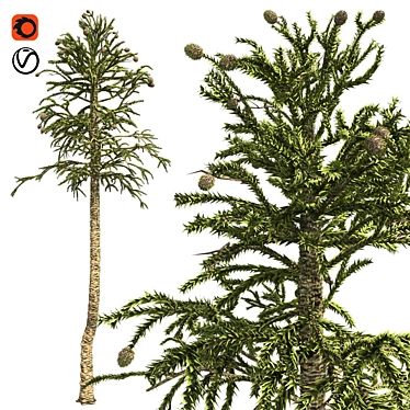 Optimized Monkey Puzzle Tree 4K 3D model image 1 