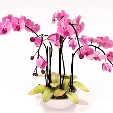 Pink Phalaenopsis Orchid 3D model image 1 