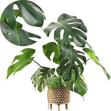 Tropical Monstera Plant - 90cm 3D model image 1 