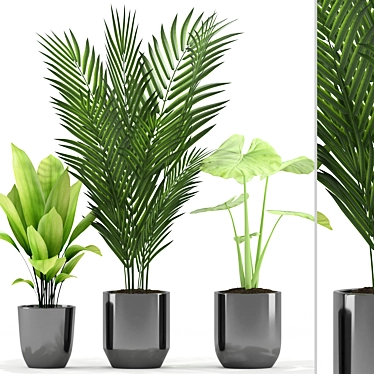 Tropical Greenery: Majesty Palm, Alocasia, Aspidistra Set 3D model image 1 