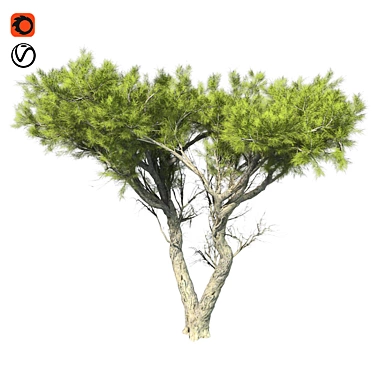 Monterey Cypress Tree: Realistic and Optimized 3D Model 3D model image 1 