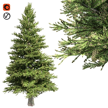 Premium Norway Spruce Tree 3D model image 1 