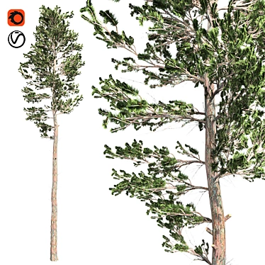 Natural Scots Pine Tree - Optimized with Clean Topology 3D model image 1 