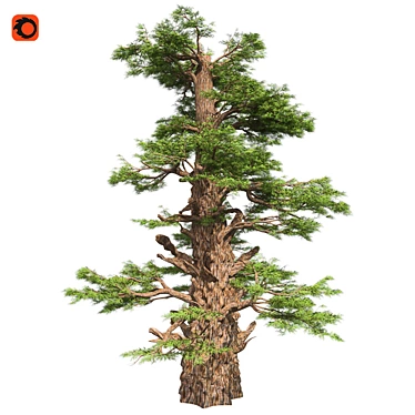 Optimized Western Juniper 99% Quad Tree 3D model image 1 