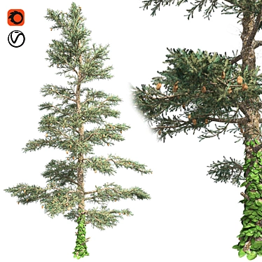 Pure White Fir Tree 3D model image 1 