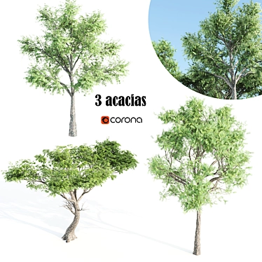 Tall and Majestic Acacia Trees 3D model image 1 