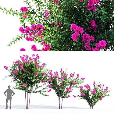 Vibrant Purple Crape Myrtle 3D model image 1 