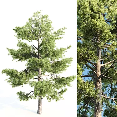  Majestic Pine Tree - 20m Height 3D model image 1 