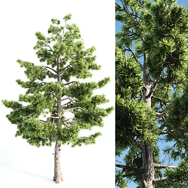  Tall Pine Tree with 17m Height 3D model image 1 