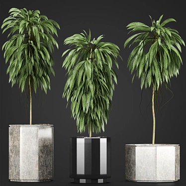 Indoor Plants Collection: Howea, Ficus, Dracaena, and More 3D model image 1 