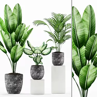Exotic Plants Set: Paradise, Dumb Cane, Palm Majesty 3D model image 1 