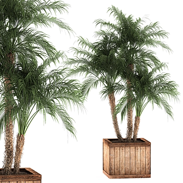 Tropical Plant Collection: Exotic Indoor Palms 3D model image 1 