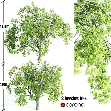 Tall Beeches: 10-11m Heights 3D model image 1 