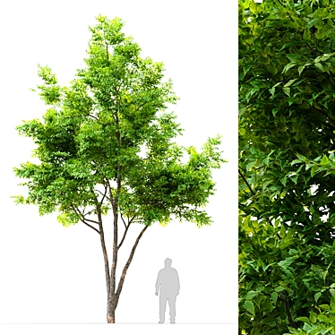 6m Ash Tree: 534,727 Polys, 768,305 Verts 3D model image 1 