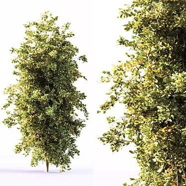 Autumn_Tree002: Stunning 2015 Centimeter-Scaled 3D Model 3D model image 1 