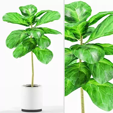 Fiddle-Leaf Fig Tree 3D Model 3D model image 1 