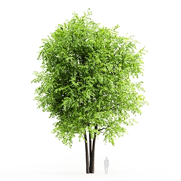 Corona Ash Tree: Elegant 3-Trunk Fraxinus 3D model image 1 