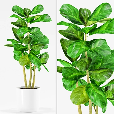 Fiddle Plants: Max 2012 & FBX 3D model image 1 