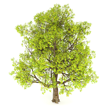 Giant Berry Tree Harvest 3D model image 1 