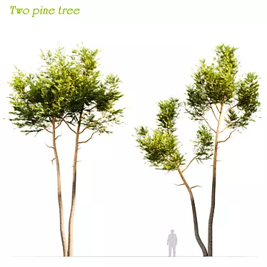Evergreen Twin Beauties: Two Pine Trees 3D model image 1 