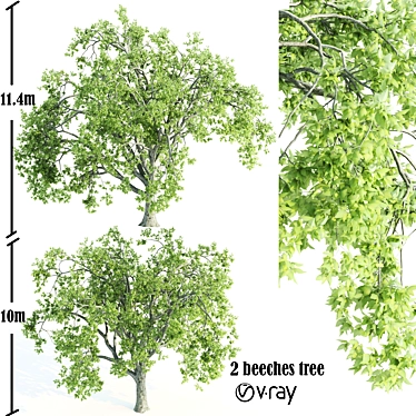 Twin Vray Beeches: 10-11m 3D model image 1 