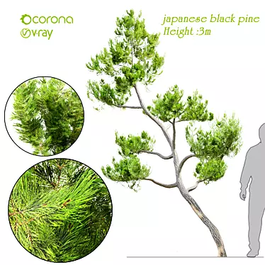 Traditional Japanese Black Pine Tree 3D model image 1 