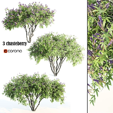 Tall Chasteberry Tree - 5-6m 3D model image 1 