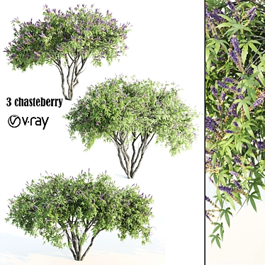 3 Chasteberry V-Ray 3D Models 3D model image 1 