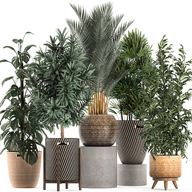 Indoor Plant Collection: Monstera, Bamboo Trees, Raphis Palm 3D model image 1 