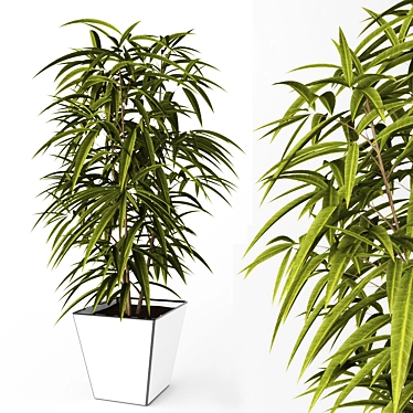 Ficus Ali: Beautiful Indoor Plant 3D model image 1 