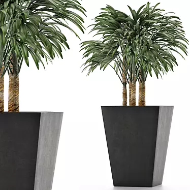 Exotic Plant: Single Banana Palm 3D model image 1 