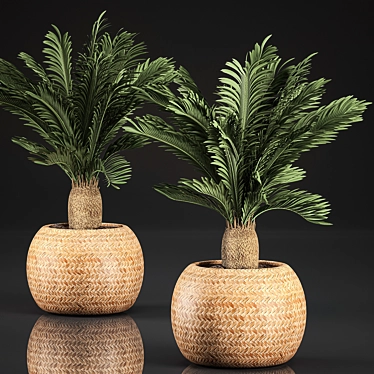 Tropical Exotic Collection: Cycas Palms & Indoor Plants 3D model image 1 
