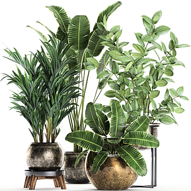 Exotic Plant Collection: Ficus, Palm, Banana 3D model image 1 