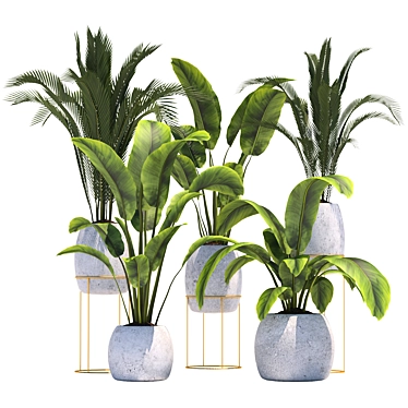 Tropical Plant Collection: Palm & Banana 3D model image 1 