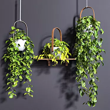 Lush Hanging Scindapsus Duo 3D model image 1 