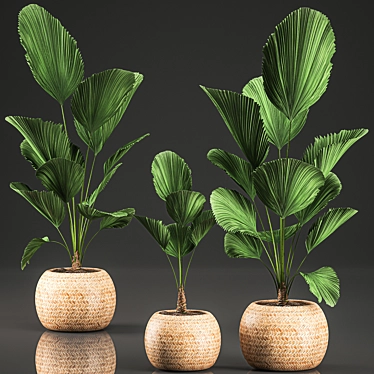 Exotic Licuala Palm in Rattan Basket 3D model image 1 