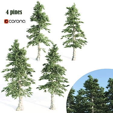 Tall and Sturdy Pines, 7-12m 3D model image 1 