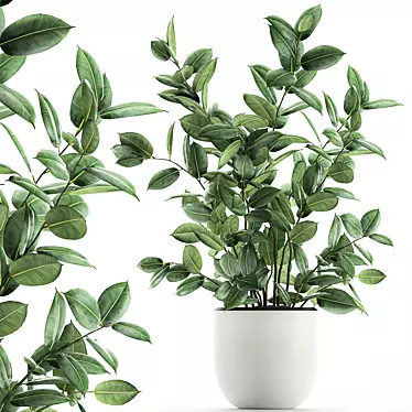 Exotic Indoor Ficus Plant Collection 3D model image 1 