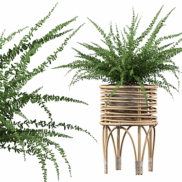 Indoor Fern Plant: High-quality 3D Model 3D model image 1 