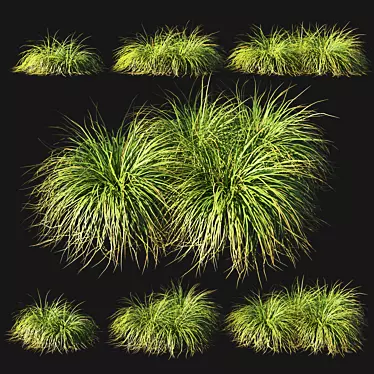 Muhly Grass: Nature's Beauty in Your Garden 3D model image 1 