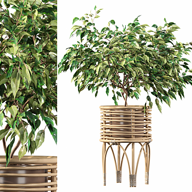 Ficus Benjamina 02 - 3D Plant Collection 3D model image 1 